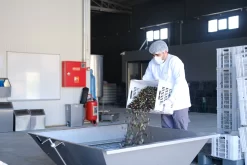 Grillfürst Feinkost - Olivenöl Niz Olive Memecik - Nativ Extra - Mehrfach International Preisgekrönt - 500ml 14 Grillfürst Feinkost - Olivenöl Niz Olive Memecik - Nativ Extra - Mehrfach International Preisgekrönt - 500ml -Barbecue Shop Niz Olive Olivenoel Ernte September